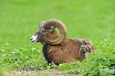 模拟经营游戏《Blood Bar Tycoon》Steam页面上线 明年发售